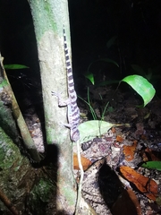 Cyrtodactylus cattienensis