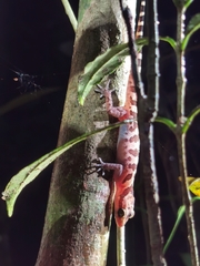 Cyrtodactylus cattienensis