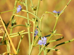 Cichorium endivia