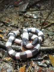 Bungarus candidus