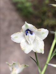 Delphinium leucophaeum