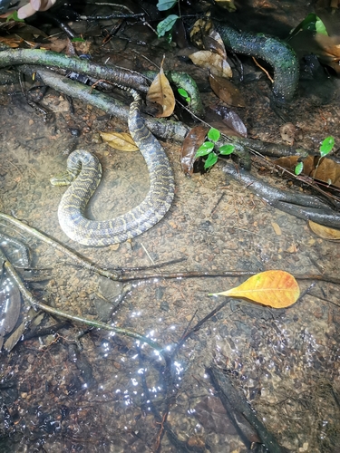Photo of a Bocourt's Mud Snake (Subsessor bocourti)