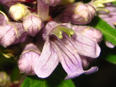 Ajuga spectabilis
