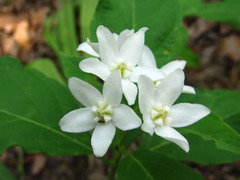 Vincetoxicum ascyrifolium