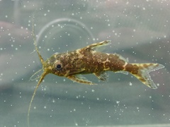 Back-Swimming Congo Catfish photo 2