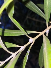 Euphyllura olivina
