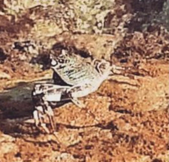 Grapsus tenuicrustatus