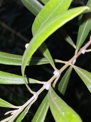 Euphyllura olivina