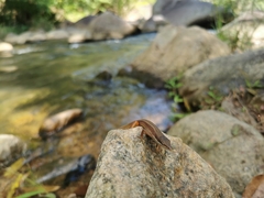 Takydromus sexlineatus