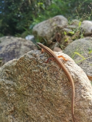 Takydromus sexlineatus