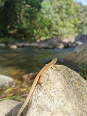 Takydromus sexlineatus