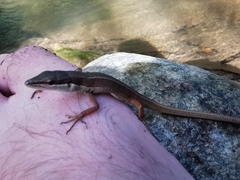 Takydromus sexlineatus