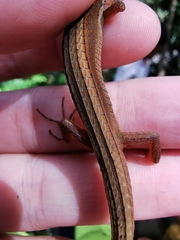 Takydromus sexlineatus