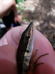Takydromus sexlineatus