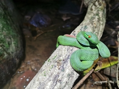 Trimeresurus rubeus