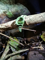 Trimeresurus rubeus