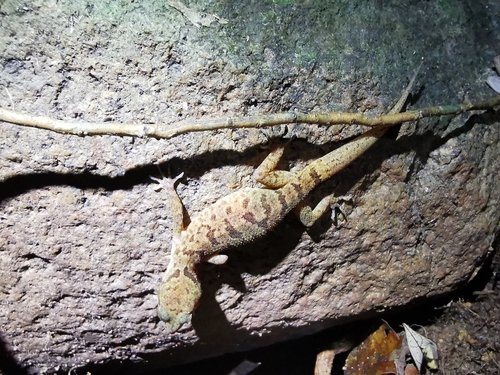 Irregular Bow-fingered Gecko