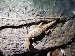 Cyrtodactylus irregularis