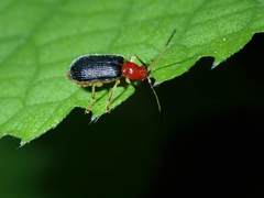 Trichobalya bowringii