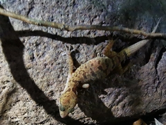 Cyrtodactylus irregularis