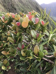 Syzygium sandwicense