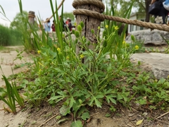 Ranunculus chinensis