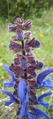 Salvia pratensis haematodes