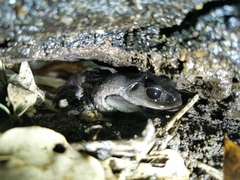 Leptobrachium