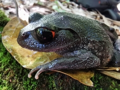Leptobrachium