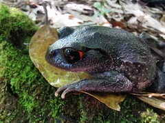 Leptobrachium