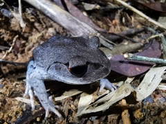 Leptobrachium