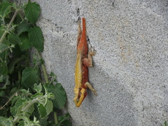 Psammophilus dorsalis