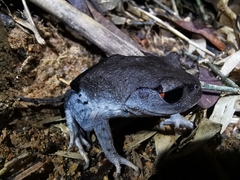 Leptobrachium