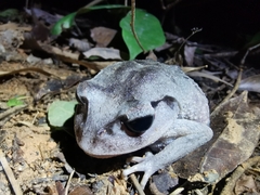 Leptobrachium
