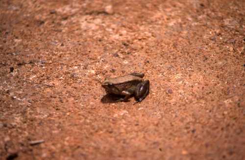 Phrynobatrachus acridoides