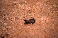 Phrynobatrachus acridoides