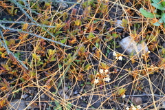 Cuscuta tasmanica