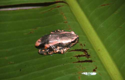 Phrynomantis bifasciatus