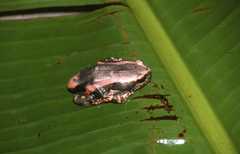 Phrynomantis bifasciatus