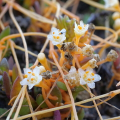 Cuscuta tasmanica