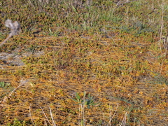 Cuscuta tasmanica