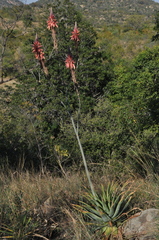 Aloe pretoriensis