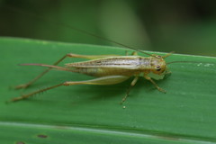 Euscyrtinae