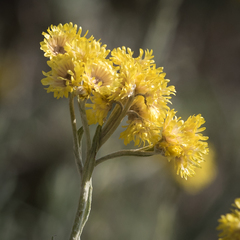 Helichrysum splendidum