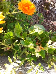 Calendula officinalis