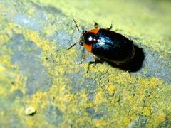 Aetheomorpha coerulea