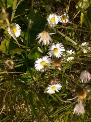 Bellis perennis