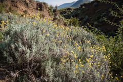 Helichrysum splendidum