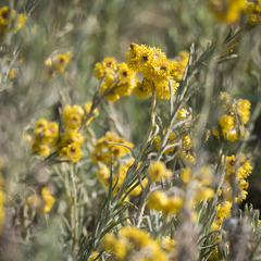 Helichrysum splendidum