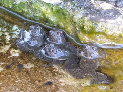 Phrynobatrachus natalensis